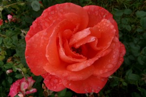 ALEXANDER (hybrid tea)